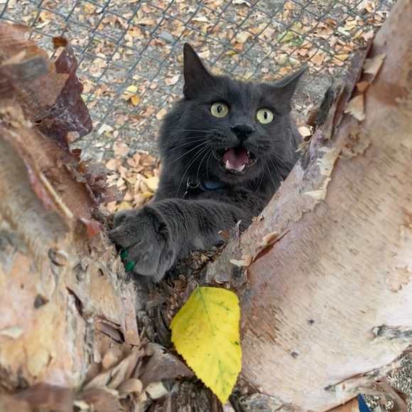 Meet your Posher, Armand - Picture 1 of 1